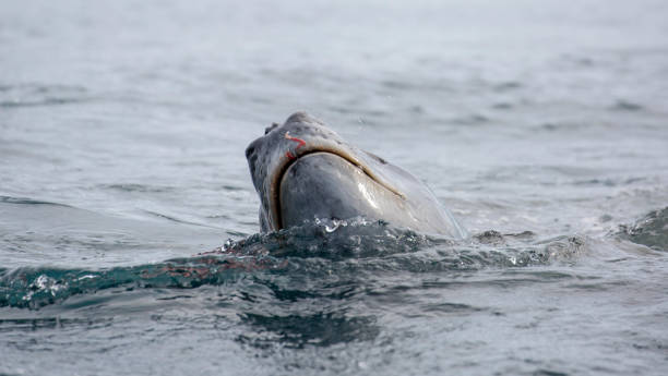 istock Antarctica: Leopard Seal off Goudier Island 689547140