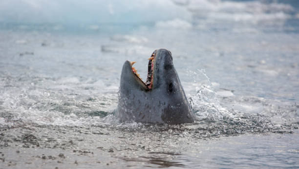 istock Antarctica: Leopard Seal off Goudier Island 689547330