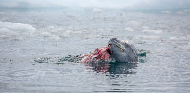 istock Antarctica: Leopard Seal off Goudier Island 689547338