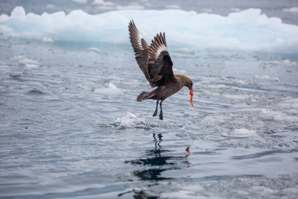 istock Antarctica: South Polar Skua at Port Lockroy 689547462