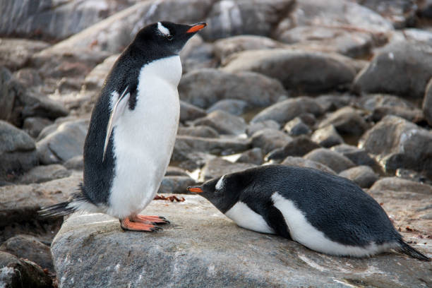 istock Antarctica: Gentoo Penguins at Jougla Point 689547566