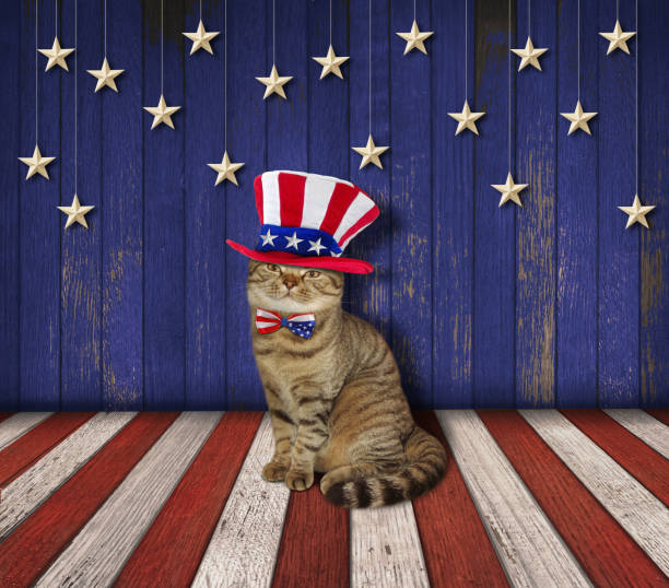 istock Patriotic wall and cat 1 689548634