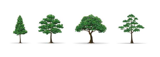 tree set realistic vector illustration trees and leaf set realistic style vector illustration fruit silhouettes stock illustrations