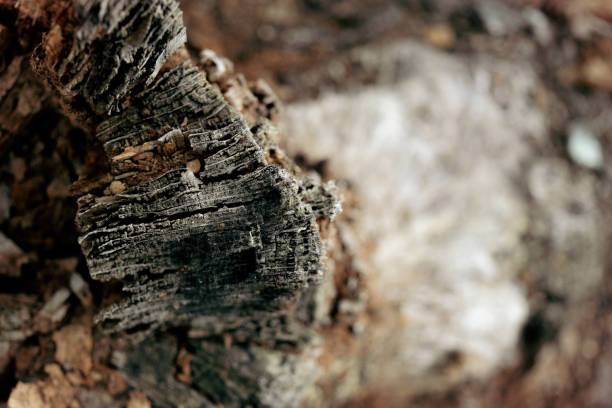 istock Detail of a rotting tree trunk 689550930