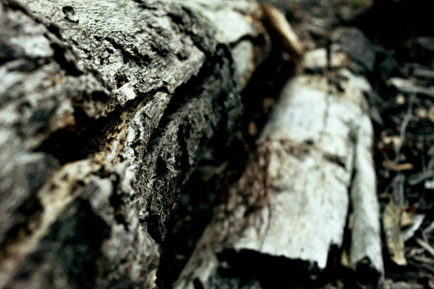 istock Detail of a rotting tree trunk 689550942