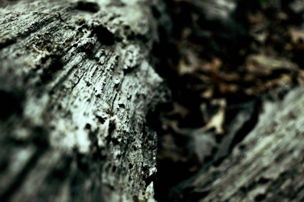 istock Detail of a rotting tree trunk 689550996