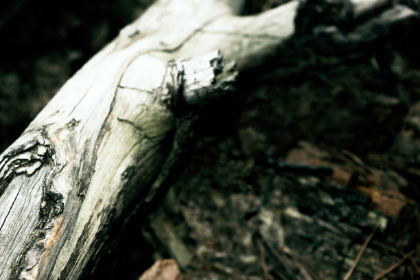 istock Detail of a rotting tree trunk 689551054