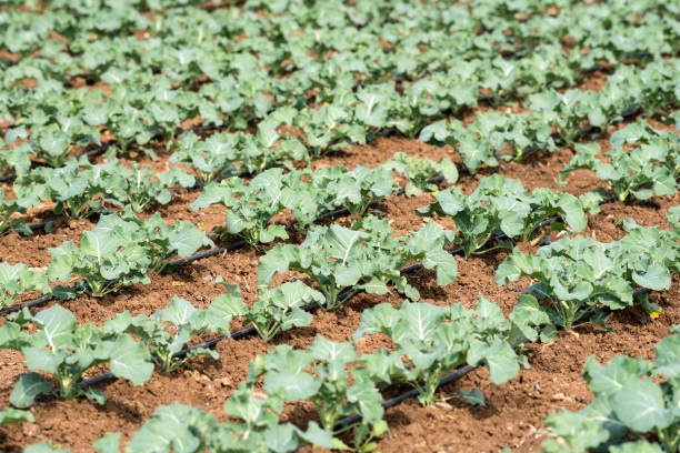 istock Field of Broccoli 689551160