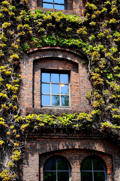 istock Beautiful old house covered with green ivy 689554308