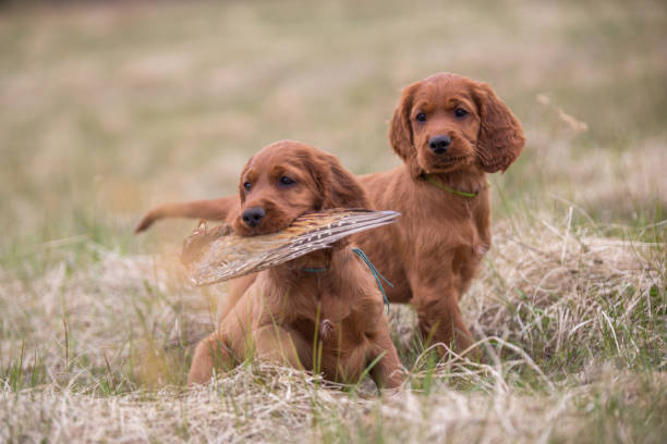 cachorros de perro de caza - pheasant hunting fotos fotografías e imágenes de stock