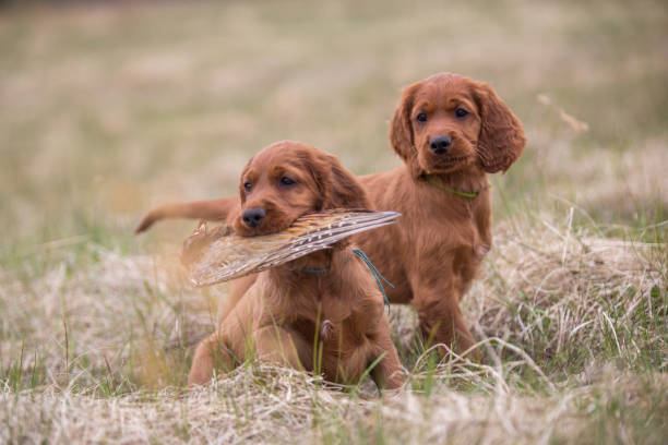 Hunting dog puppies Two Irish setter puppies are sitting on the grass. One puppy is in your mouth a bird on the wing. irish setter stock pictures, royalty-free photos & images