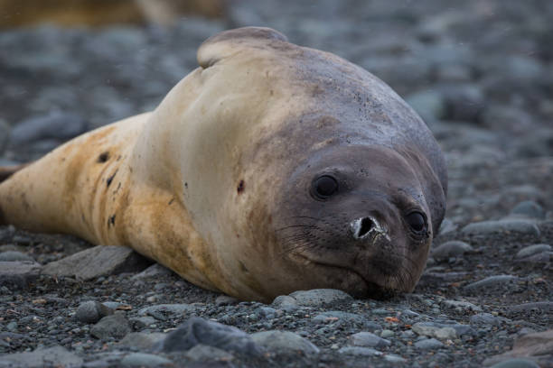 istock Juvenile Elephant Seal lays on beach 689554906