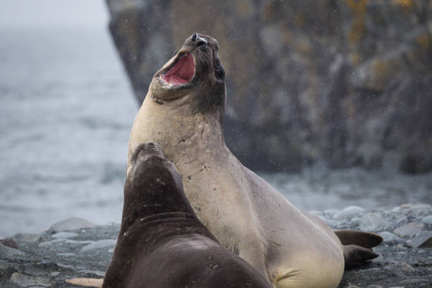 istock Elephant seal displays it's teeth in a show of strength 689555220