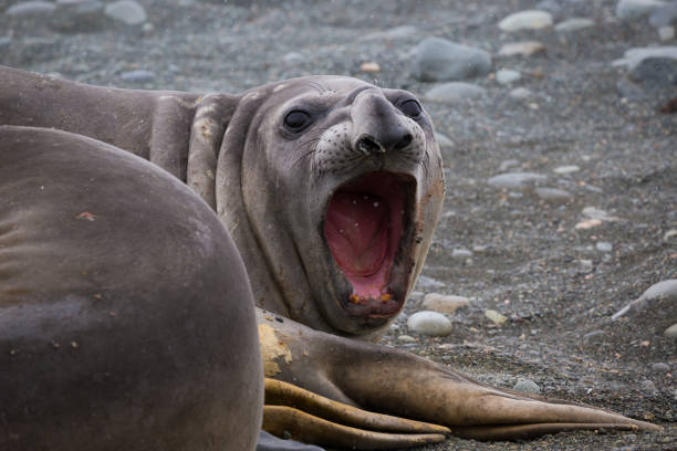 istock Elephant seal displays it's teeth in a show of strength 689555222