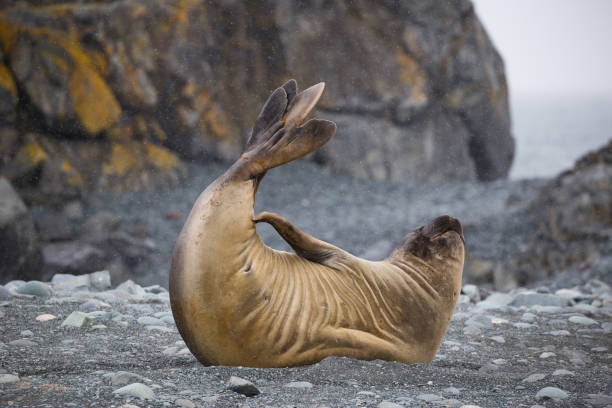 Elephant seal does yoga and pilates on the beach stock photo