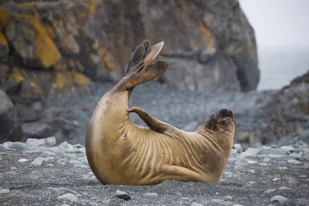 Photo of Elephant seal does yoga and pilates on the beach