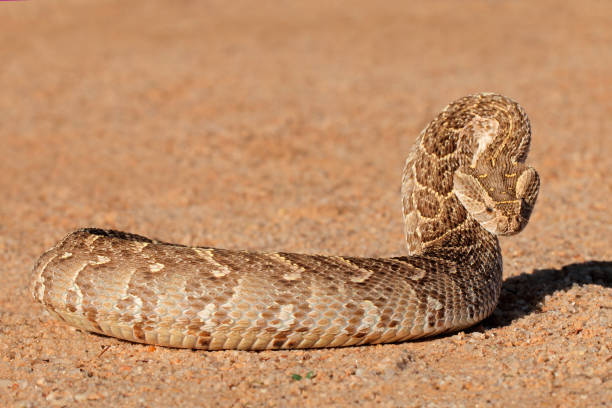 A puff adder in defensive position stock photo
