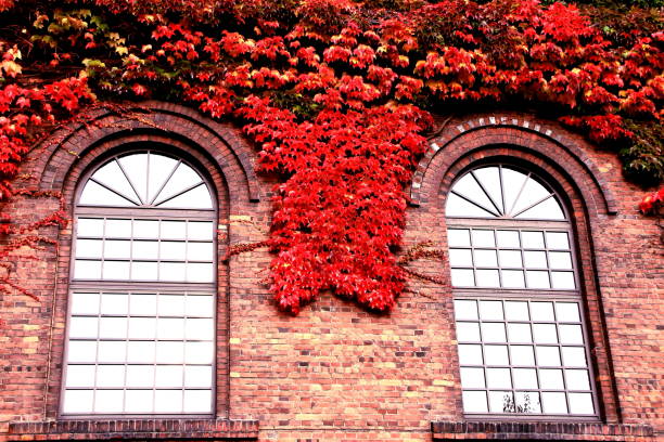istock Beautiful old house covered with green ivy 689555788