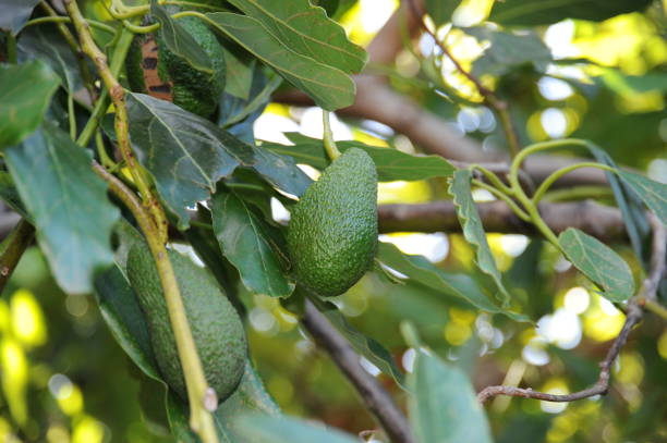 istock Avokados on the tree in Spain 689557854