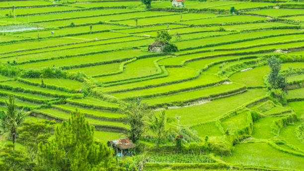 istock Green rise fields in Bali, Indonesia 689560976