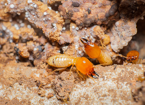 Close up termites in the nests
