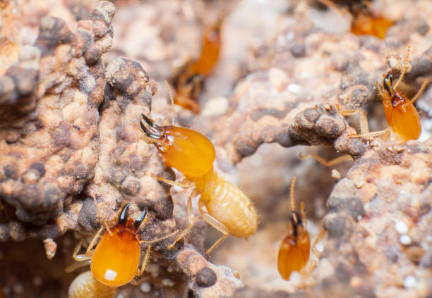 istock Close up termites or white ants in nest. 689561322