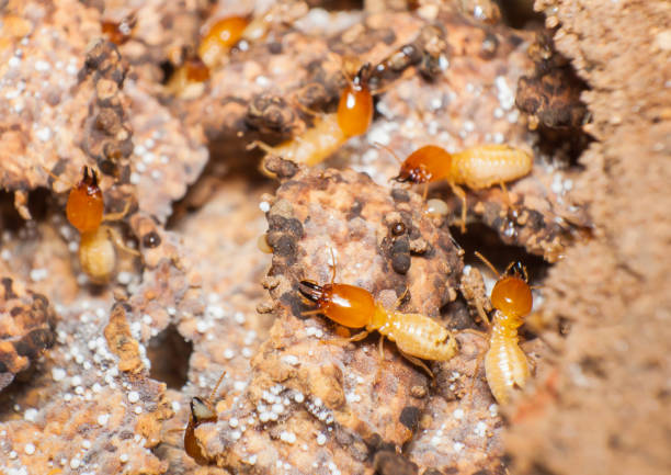 istock Close up termites or white ants in nest. 689561450