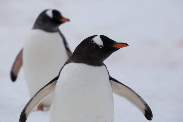 istock A group of Gentoo penguins make their way back to their nests 689561862