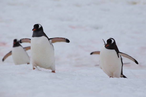 istock A group of Gentoo penguins make their way back to their nests 689561872