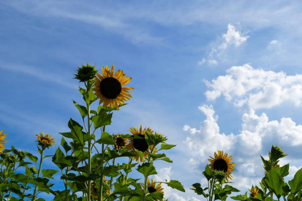 istock Sunflower and beautiful blue sky 689562200