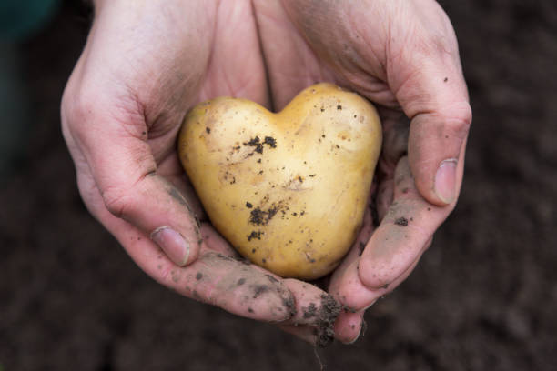 Potato in heart shape Heart-shaped potato hände stock pictures, royalty-free photos & images