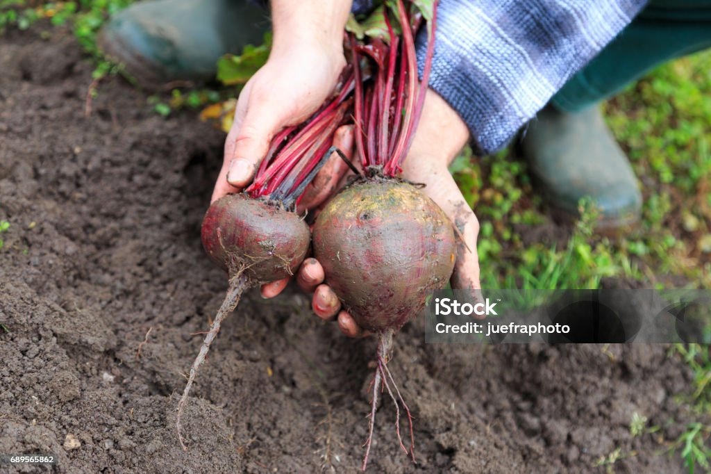 harvest time man holds beetroot Biology Stock Photo