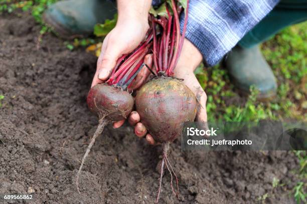 Harvest Time Stock Photo - Download Image Now - Biology, Essen - Germany, Germany