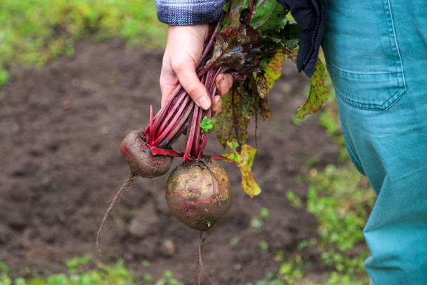 harvest time man holds beetroot hände stock pictures, royalty-free photos & images