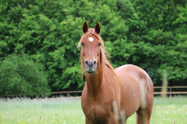 istock brown horse portrait 689568216