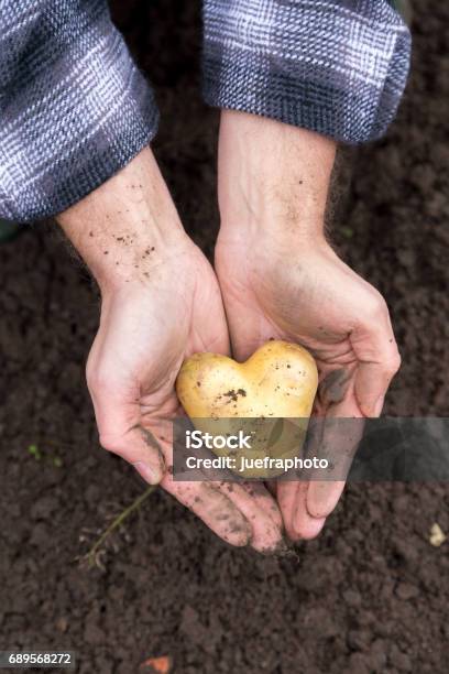 Potato In Heart Shape Stock Photo - Download Image Now - Biology, Essen - Germany, Finger