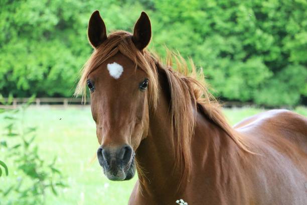 brown horse portrait stock photo