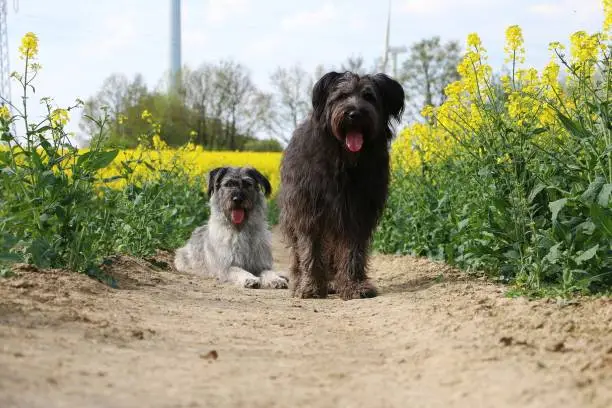 dog couple has fun in the rapeseed field