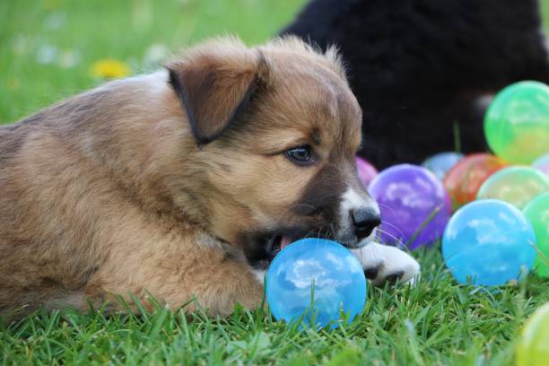 istock border collie puppy ball fun 689568684
