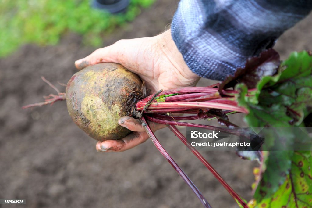 harvest time man holds beetroot Biology Stock Photo