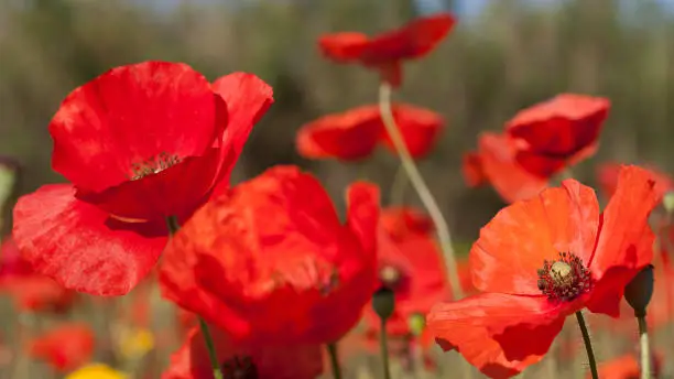 close-up on poppies