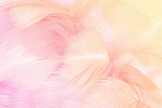 istock Closeup soft focus fashion Color Trends Spring Summer fluffy feathers abstract texture background 689569932