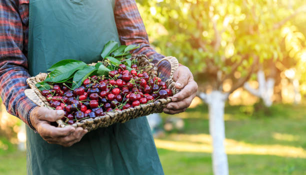 istock Unrecognizable mature man holding a basket with cherry fruits 689570030