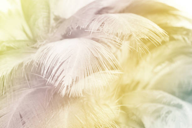istock Soft focus fashion Color Trends Spring Summer fluffy feathers abstract texture background 689575208