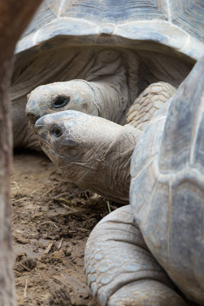 istock Close-up - two Aldabra Giant Tortoises 689581964