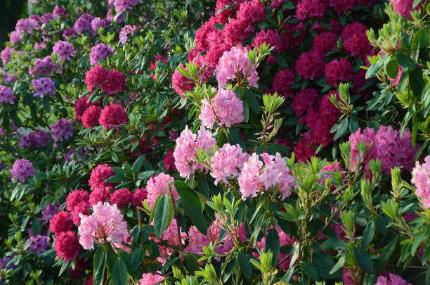 Rhododendron Flowers Rhododendron plants in bloom with flowers of different colors. rhododendron stock pictures, royalty-free photos & images
