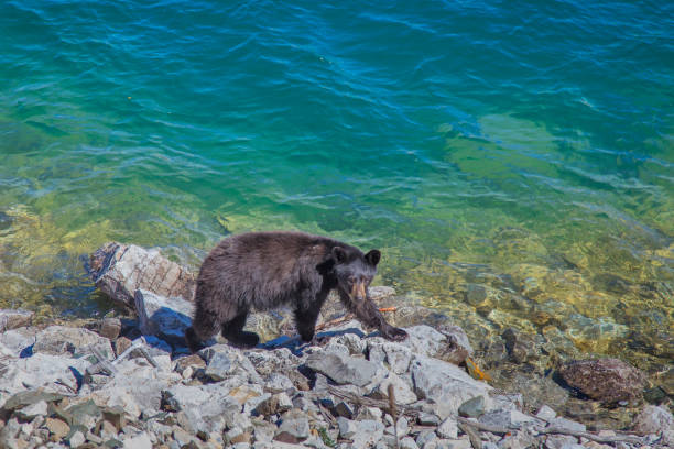 a bear at glacier national park - mcdonald lake imagens e fotografias de stock