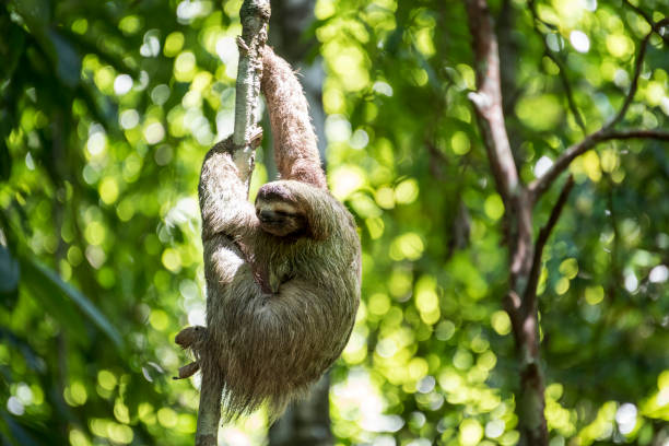 Brown-throated sloth Name: Brown-throated sloth


 corcovado stock pictures, royalty-free photos & images