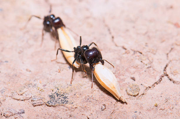 istock Ants with grains of wheat 689585770