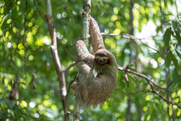 istock Brown-throated sloth 689585874